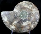 Cut Ammonite Fossil (Half) - Beautifully Agatized #58283-2